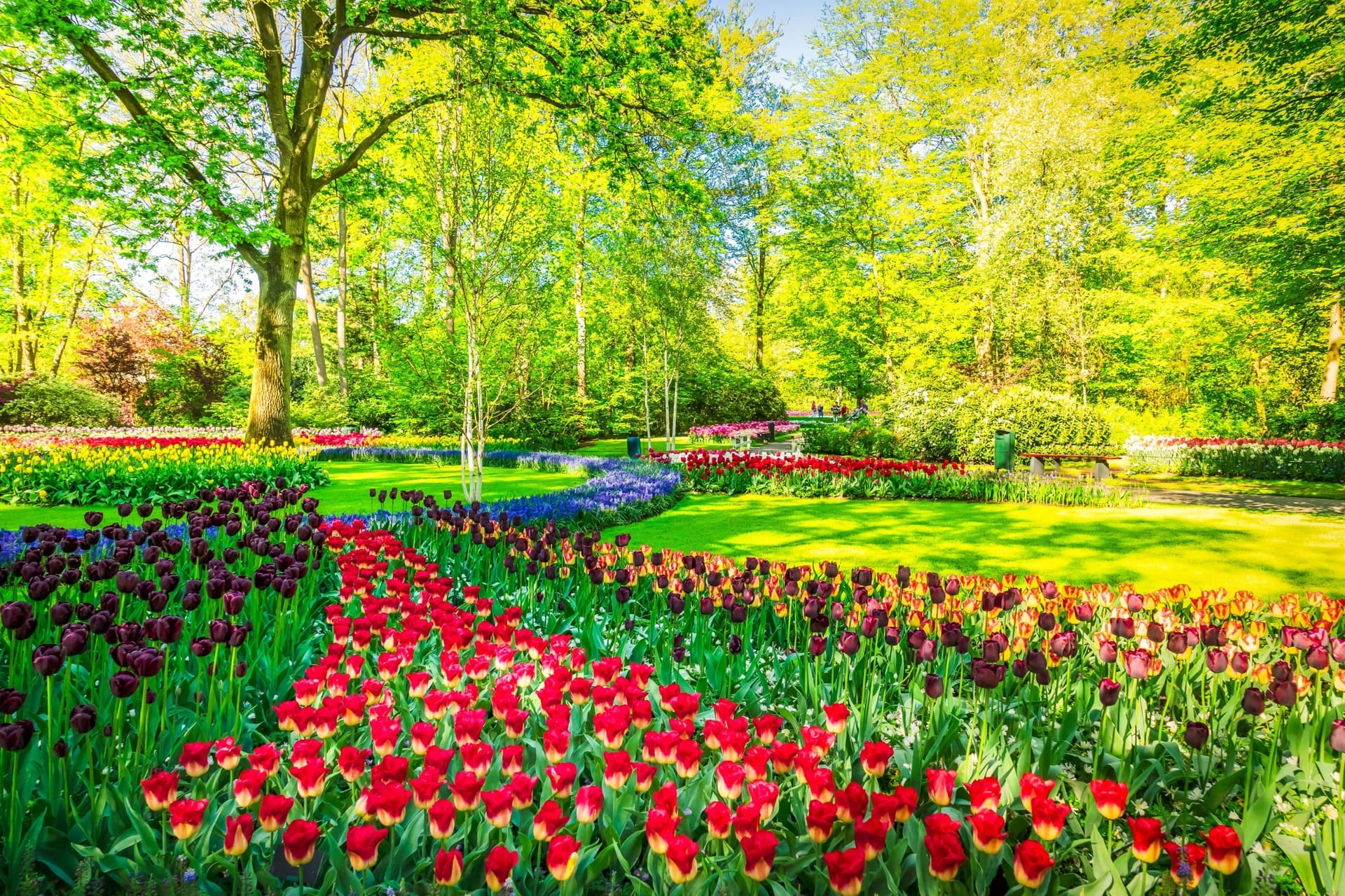 tulipantur amsterdam ()